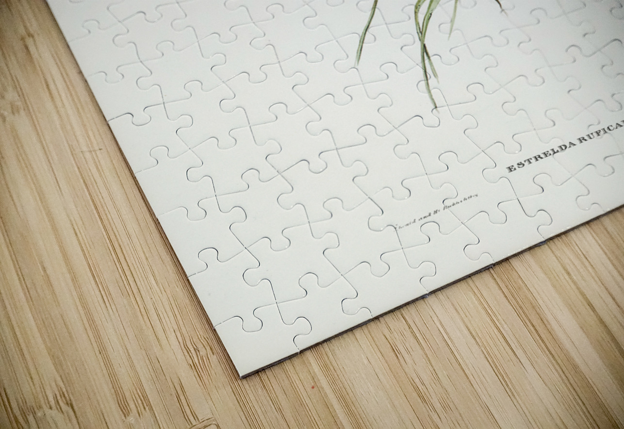 Red-tailed Finch Estrelda ruficauda illustrated by Elizabeth Gould 1804–1841 for John Gould’s 1804-1881 Birds of Australia  IStockHistory com Puzzle