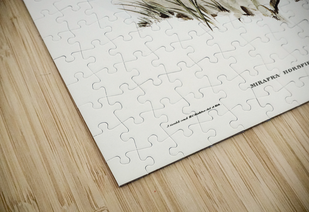 Horsfield’s Mirafra Mirafra Horsfieldii illustrated by Elizabeth Gould 1804–1841 for John Gould’s 1804-1881 Birds of Australia  IStockHistory com Puzzle