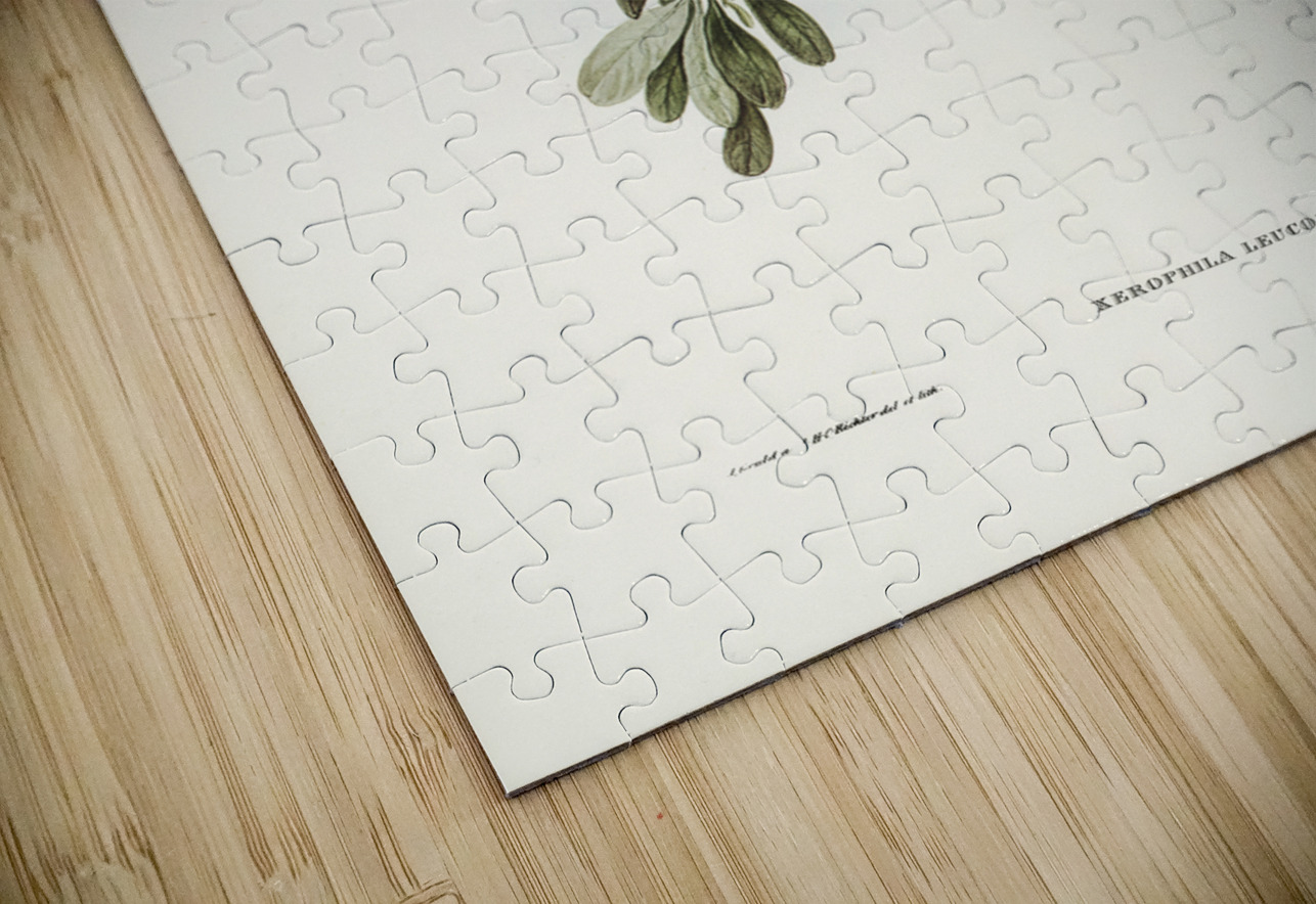 White-faced Xerophila Xerophila leucopsis illustrated by Elizabeth Gould 1804–1841 for John Gould’s 1804-1881 Birds of Australia  IStockHistory com Puzzle