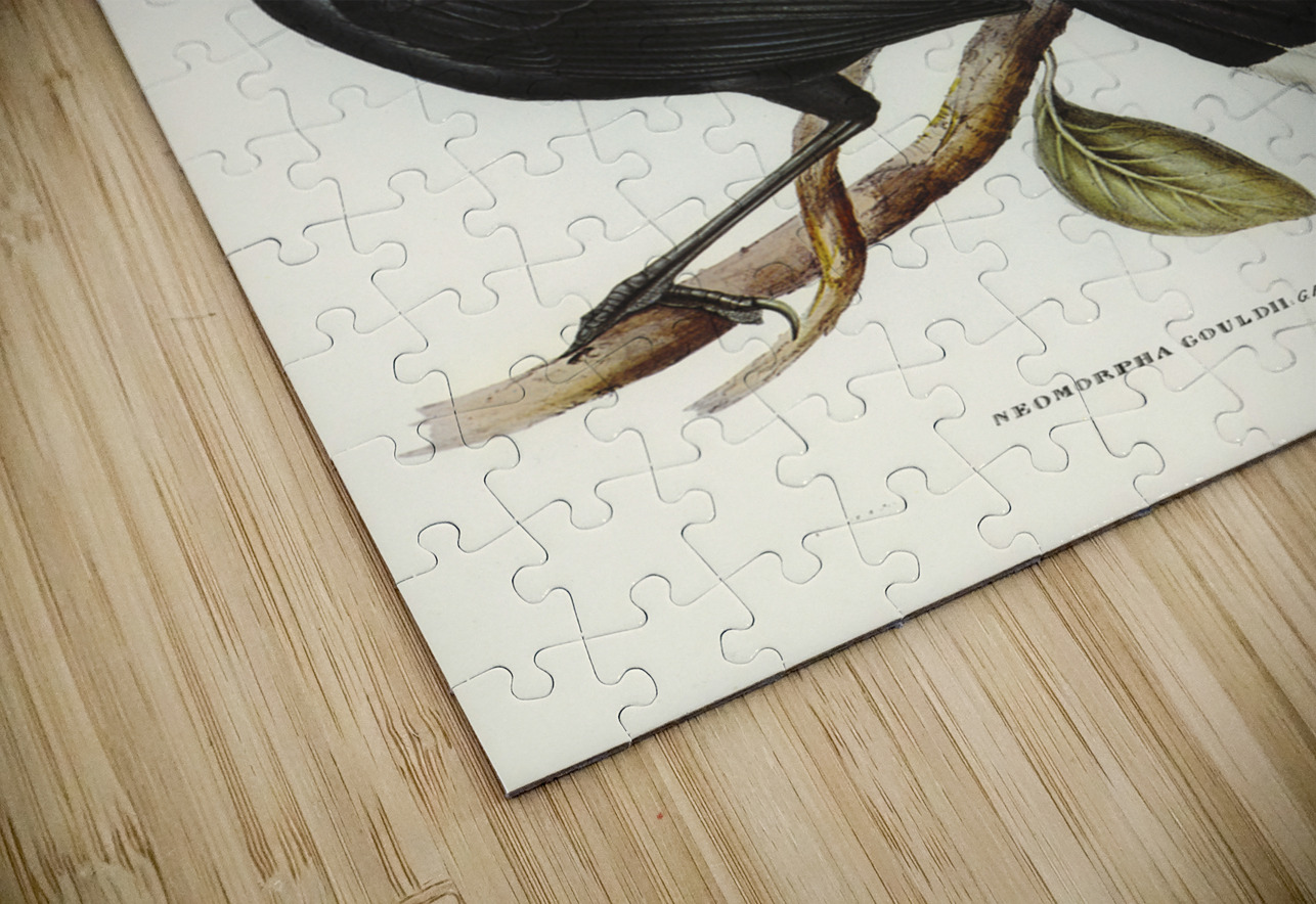 Gould&39s Neomorpha Neomorpha Gouldii illustrated by Elizabeth Gould 1804–1841 for John Gould’s 1804-1881 Birds of Australia  IStockHistory com Puzzle