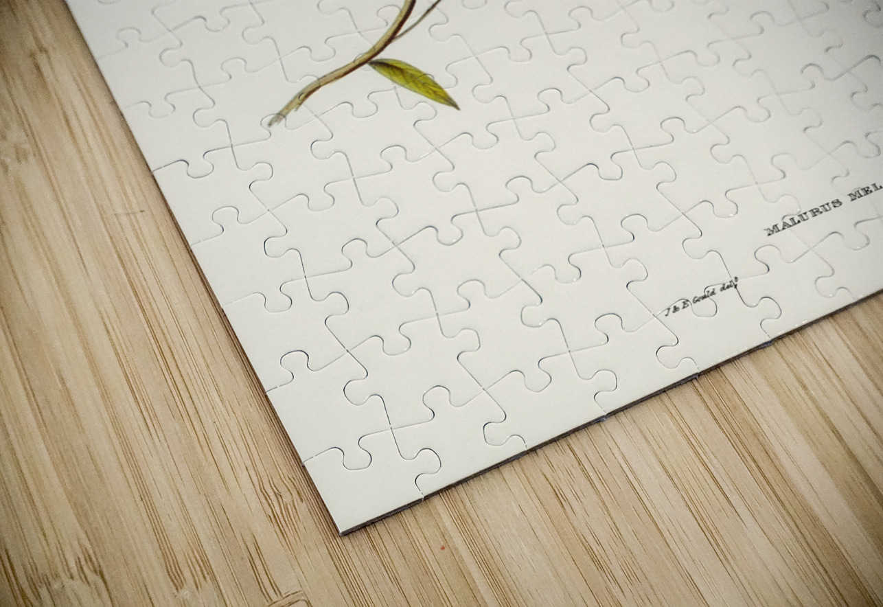 Black-backed Wren Malurus melanotus illustrated by Elizabeth Gould 1804–1841 for John Gould’s 1804-1881 Birds of Australia  IStockHistory com Puzzle