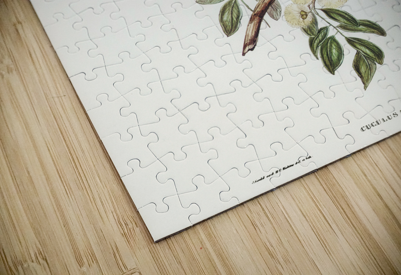 Chestnut-breasted Finch Donacola castaneothorax illustrated by Elizabeth Gould 1804–1841 for John Gould’s 1804-1881 Birds of Australia  IStockHistory com Puzzle