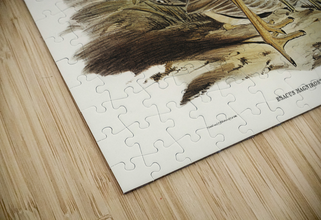 Large-billed Plover Esacus magnirostris illustrated by Elizabeth Gould 1804–1841 for John Gould’s 1804-1881 Birds of Australia  IStockHistory com Puzzle