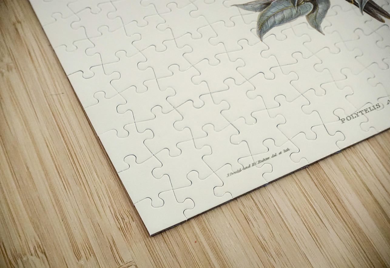 The Princess of Wales&39s Parakeet Polytelis Alexandrae illustrated by Elizabeth Gould 1804–1841 for John Gould’s 1804-1881 Birds of Australia  IStockHistory com Puzzle