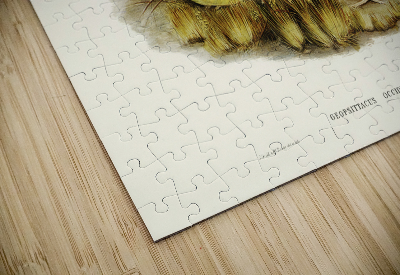 Nocturnal Ground-Parakeet Geopsittacus occidentalis illustrated by Elizabeth Gould 1804–1841 for John Gould’s 1804-1881 Birds of Australia  IStockHistory com Puzzle