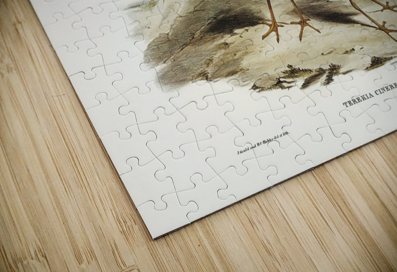 Terek Godwit Terekia cinerea illustrated by Elizabeth Gould 1804–1841 for John Gould’s 1804-1881 Birds of Australia  IStockHistory com Puzzle