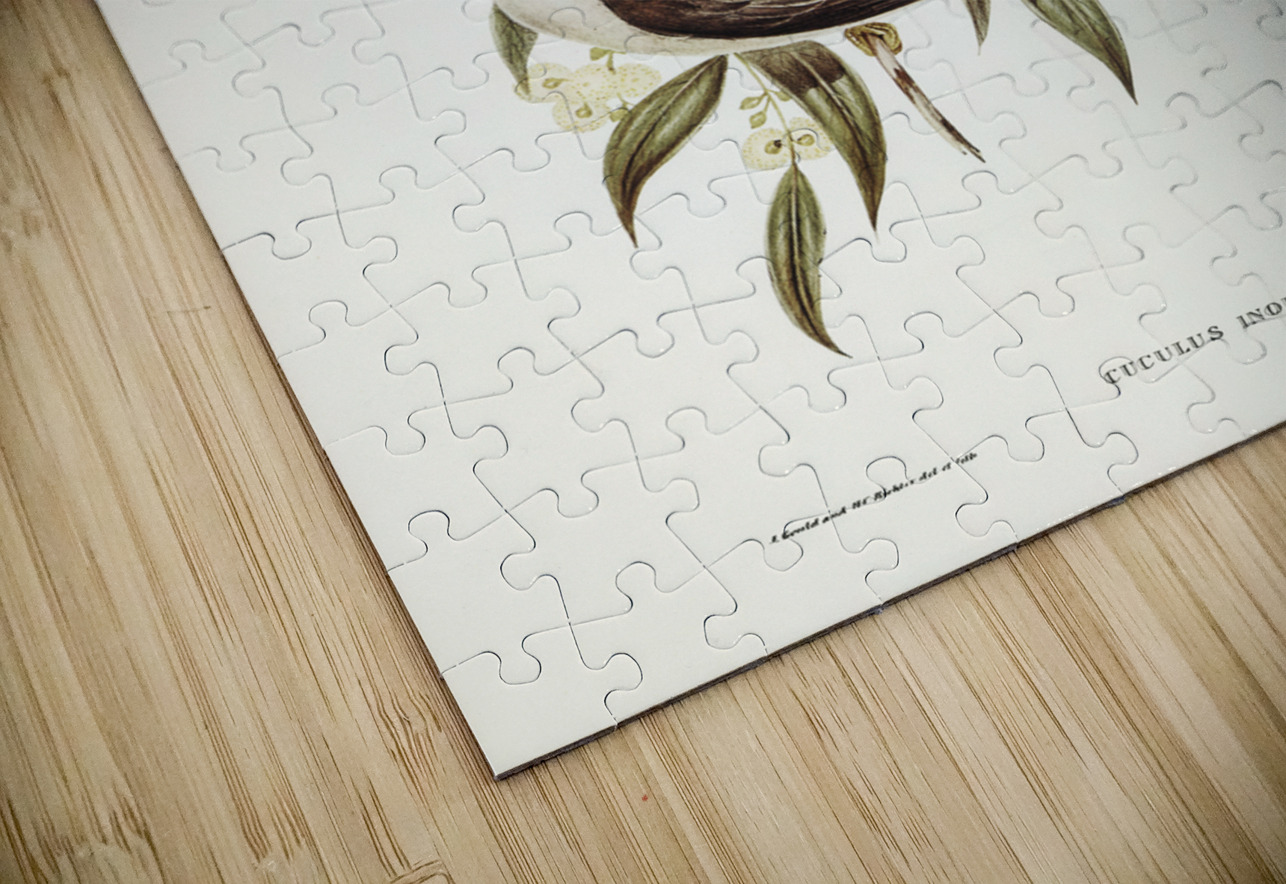 Unadorned Cuckoo Cuculus inornatus illustrated by Elizabeth Gould 1804–1841 for John Gould’s 1804-1881 Birds of Australia  IStockHistory com Puzzle