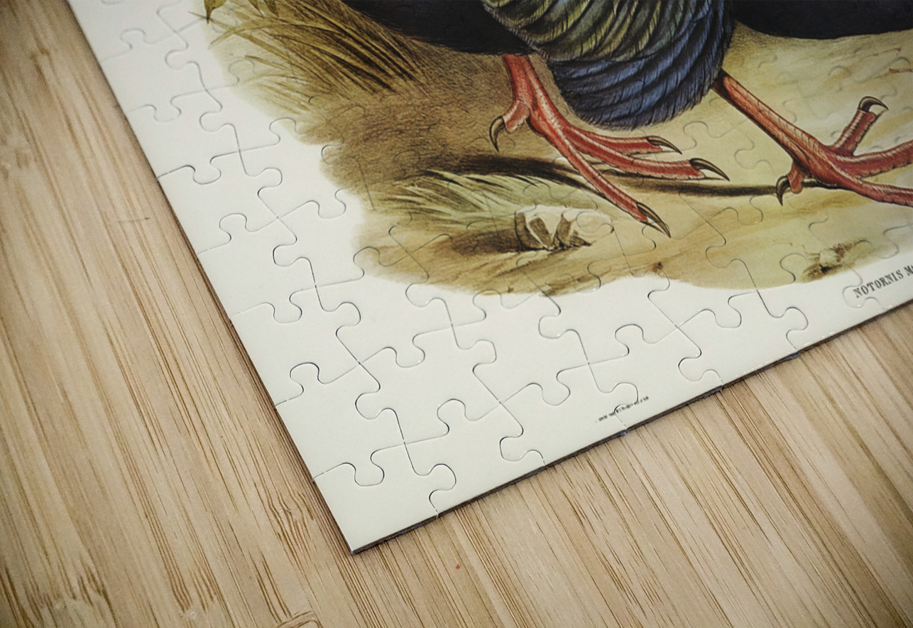 Notornis Notornix Mantelli illustrated by Elizabeth Gould 1804–1841 for John Gould’s 1804-1881 Birds of Australia  IStockHistory com Puzzle