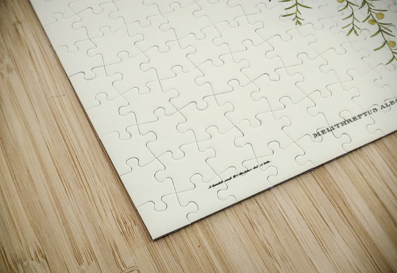 White-throated Honey-eater Melithreptus albogularis illustrated by Elizabeth Gould 1804–1841 for John Gould’s 1804-1881 Birds of Australia  IStockHistory com Puzzle