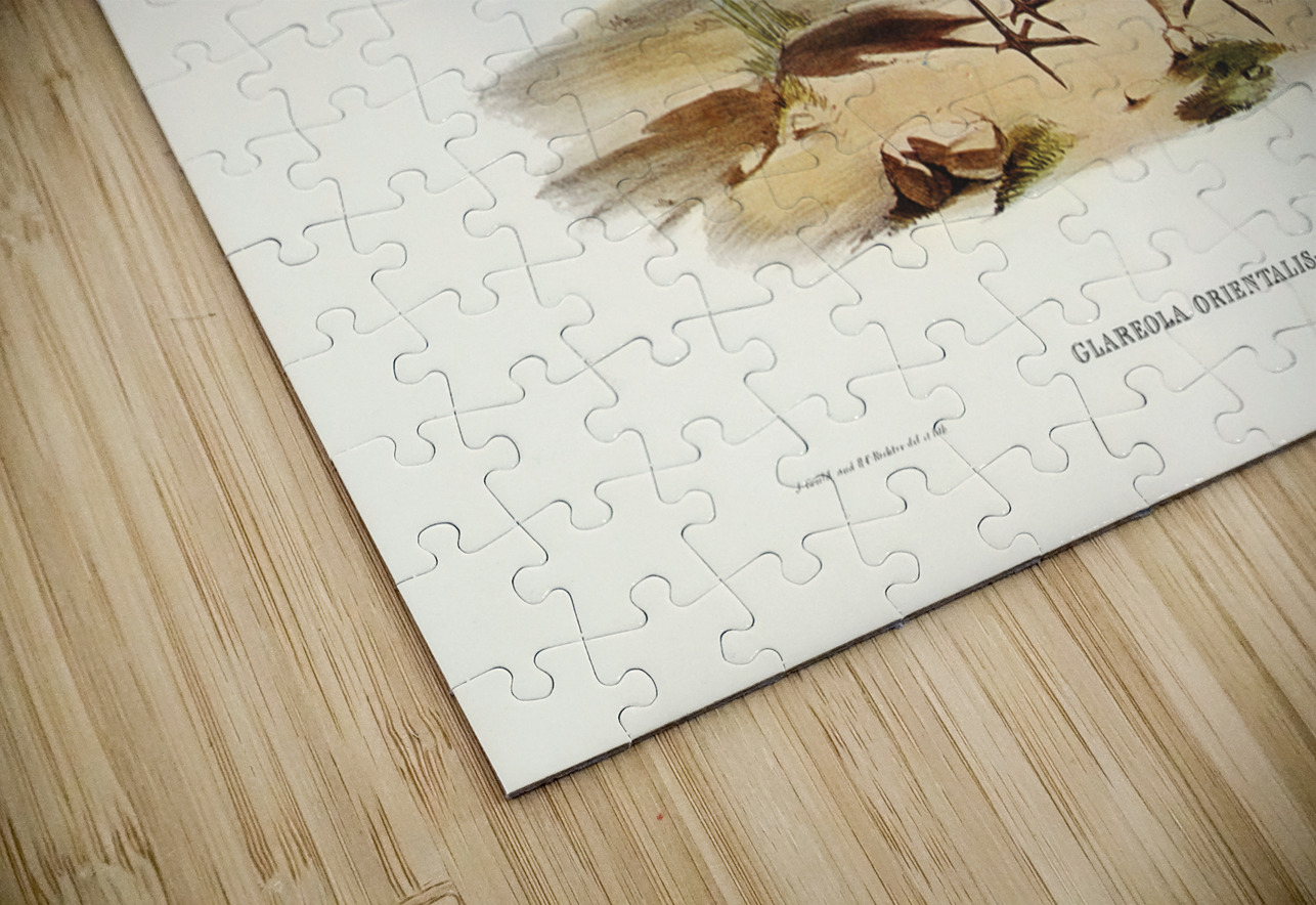 Oriental Pratincole Glareola Orientalis illustrated by Elizabeth Gould 1804–1841 for John Gould’s 1804-1881 Birds of Australia  IStockHistory com Puzzle