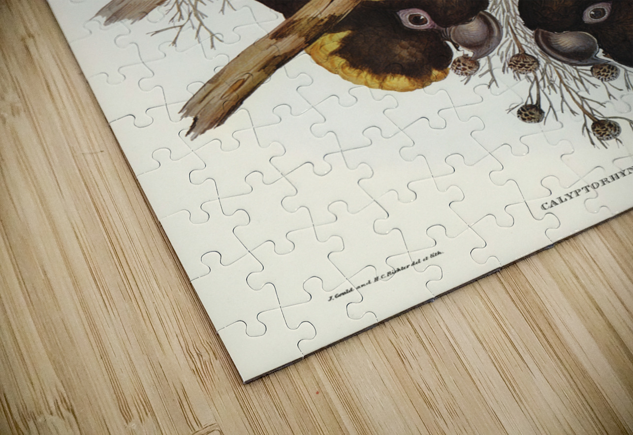 Leachs Cockatoo Calyptorhynchus Leachii illustrated by Elizabeth Gould 1804–1841 for John Gould’s 1804-1881 Birds of Australia  IStockHistory com Puzzle