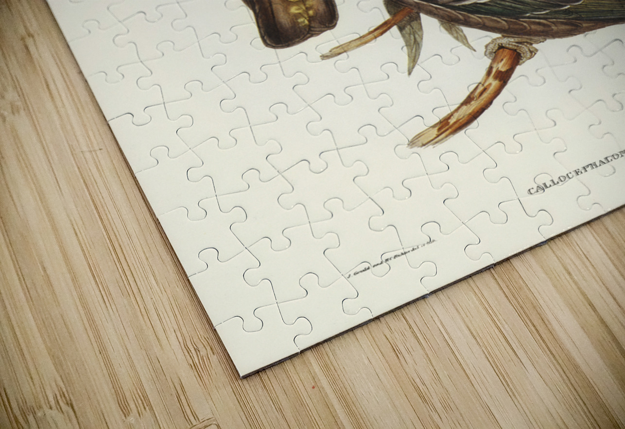 Gang-gang Cockatoo Callocephalon galeatum illustrated by Elizabeth Gould 1804–1841 for John Gould’s 1804-1881 Birds of Australia  IStockHistory com Puzzle