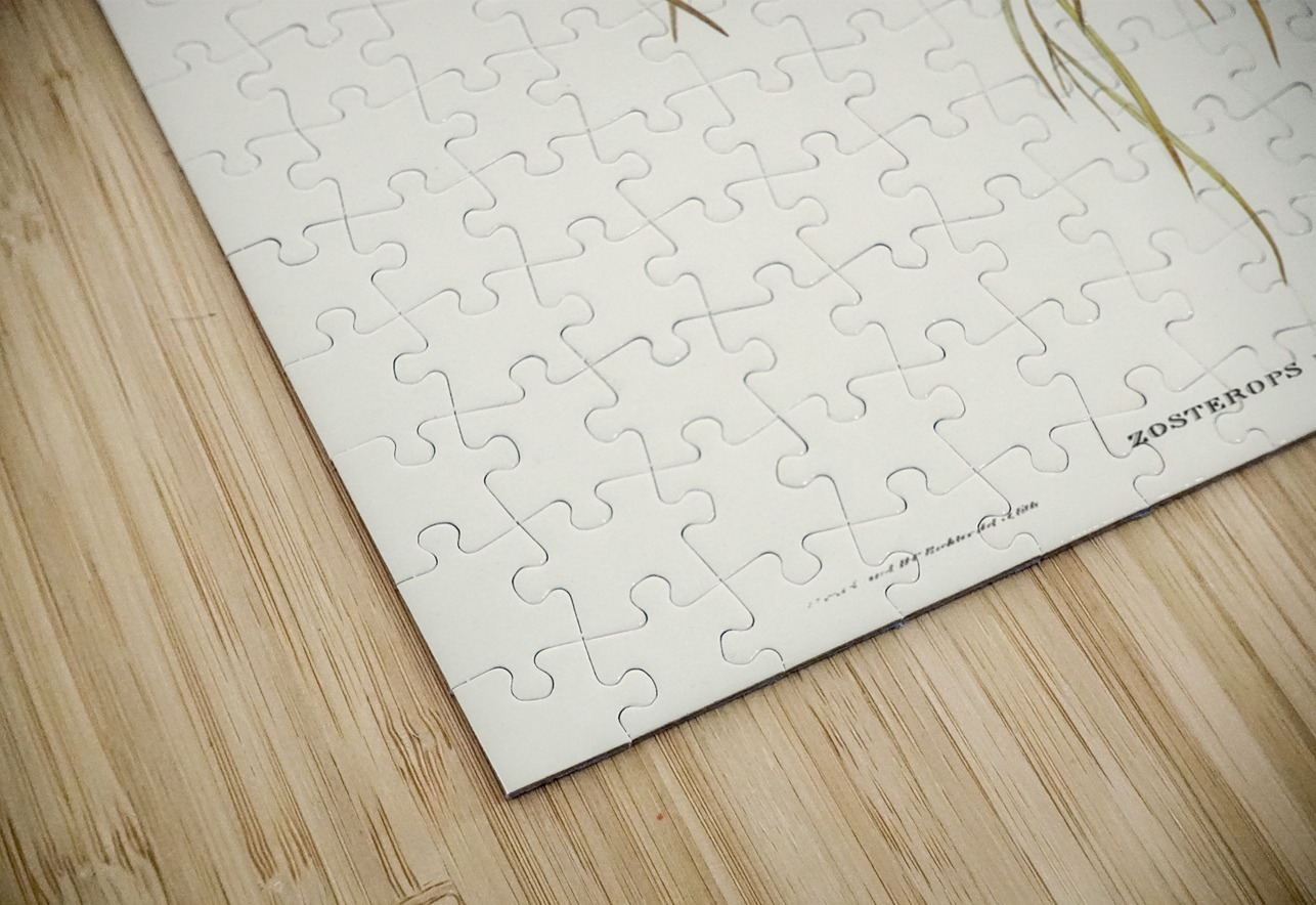 Yellow Zosterops Zosterops lutcus illustrated by Elizabeth Gould 1804–1841 for John Gould’s 1804-1881 Birds of Australia  IStockHistory com Puzzle