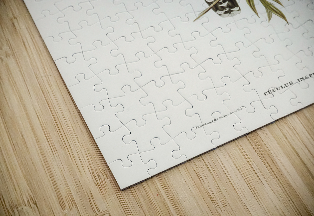 Brush Cuckoo Cuculus insperatus illustrated by Elizabeth Gould 1804–1841 for John Gould’s 1804-1881 Birds of Australia  IStockHistory com Puzzle