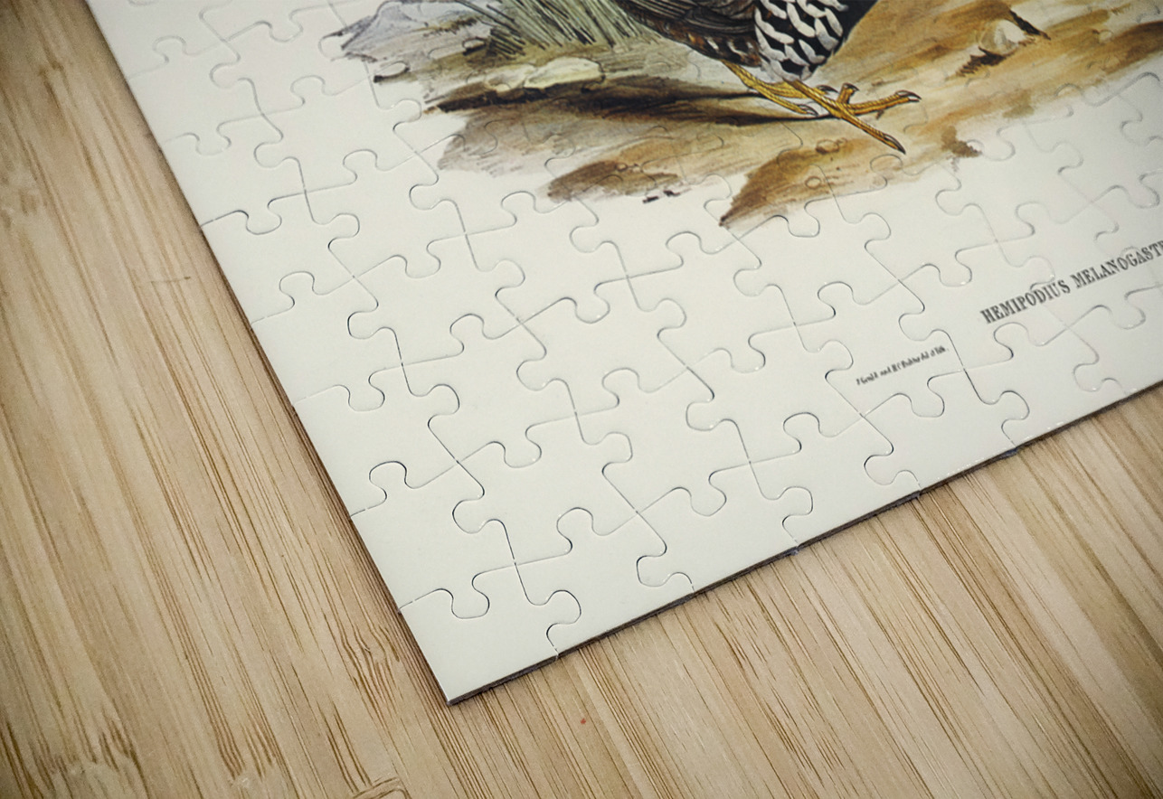 Black-breasted Hemipode Hemipodius melanogaster illustrated by Elizabeth Gould 1804–1841 for John Gould’s 1804-1881 Birds of Australia  IStockHistory com Puzzle