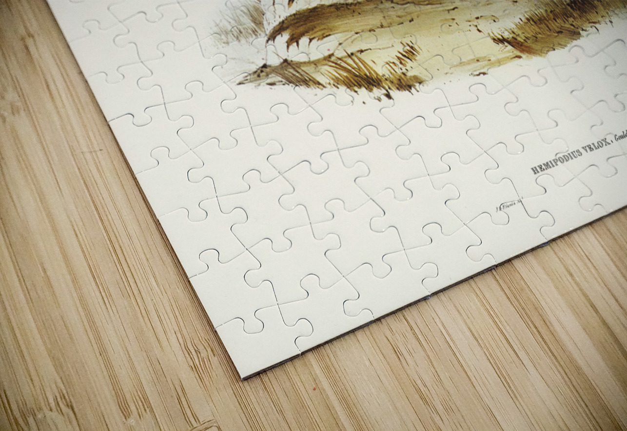 Swift-flying Hemipode Hemipodius velox illustrated by Elizabeth Gould 1804–1841 for John Gould’s 1804-1881 Birds of Australia  IStockHistory com Puzzle