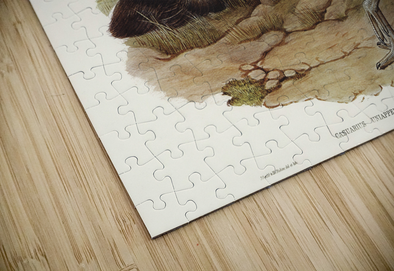 One-carunculated Cassowary Casuarius uniappendiculatus illustrated by Elizabeth Gould 1804–1841 for John Gould’s 1804-1881 Birds of Australia  IStockHistory com Puzzle