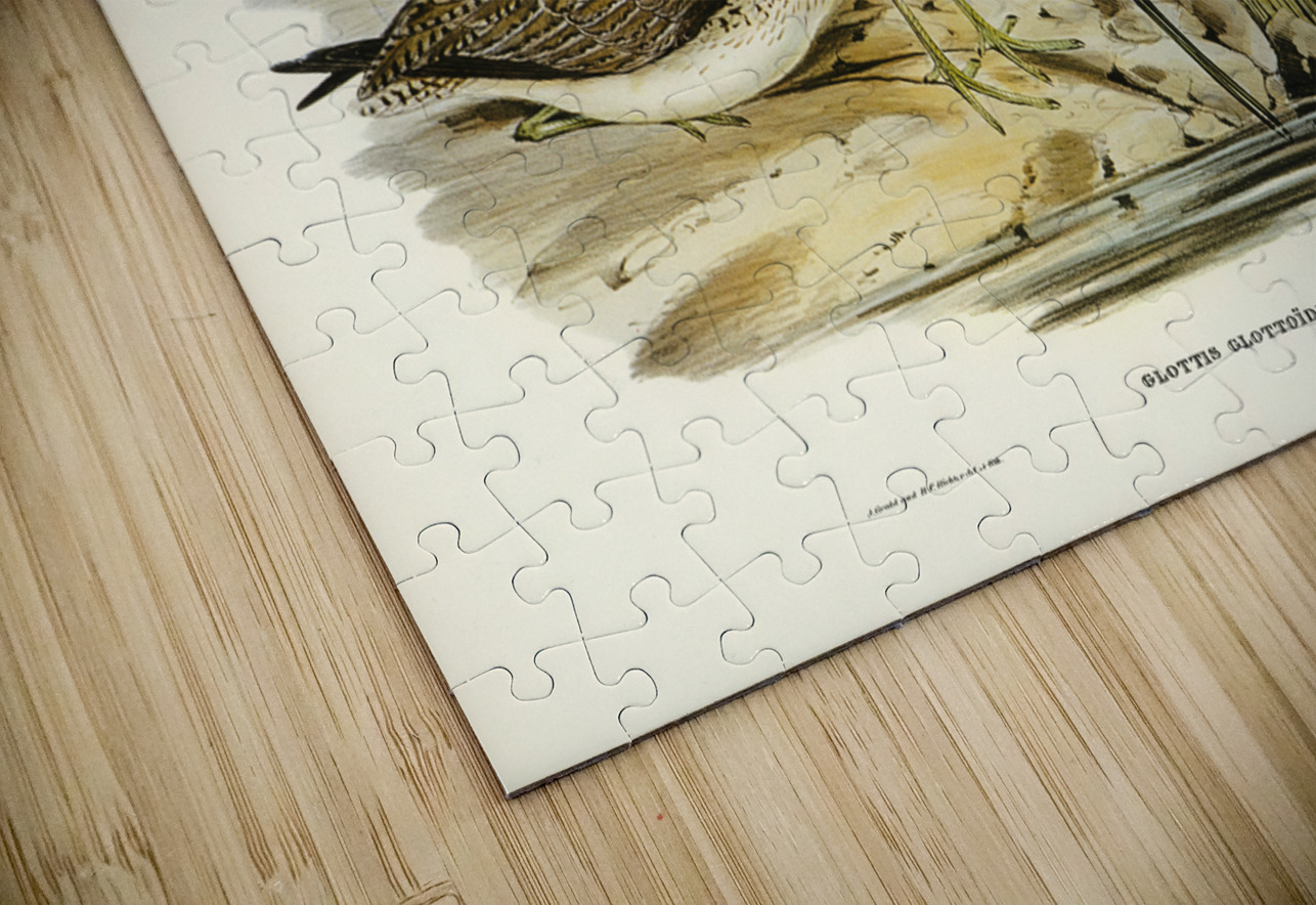 Australian Greenshank Glottis Glottoides illustrated by Elizabeth Gould 1804–1841 for John Gould’s 1804-1881 Birds of Australia  IStockHistory com Puzzle