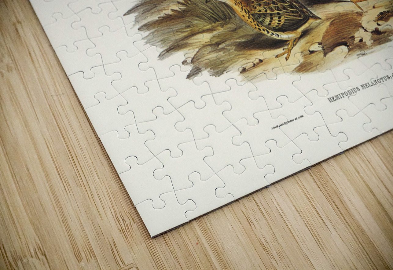 Black-backed Hemipode Hemipodius melanotus illustrated by Elizabeth Gould 1804–1841 for John Gould’s 1804-1881 Birds of Australia  IStockHistory com Puzzle