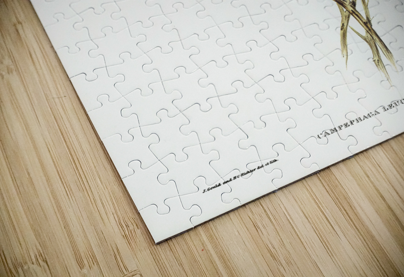 Black and White cuckooshrike Campephaga leucomela illustrated by Elizabeth Gould 1804–1841 for John Gould’s 1804-1881 Birds of Australia  IStockHistory com Puzzle