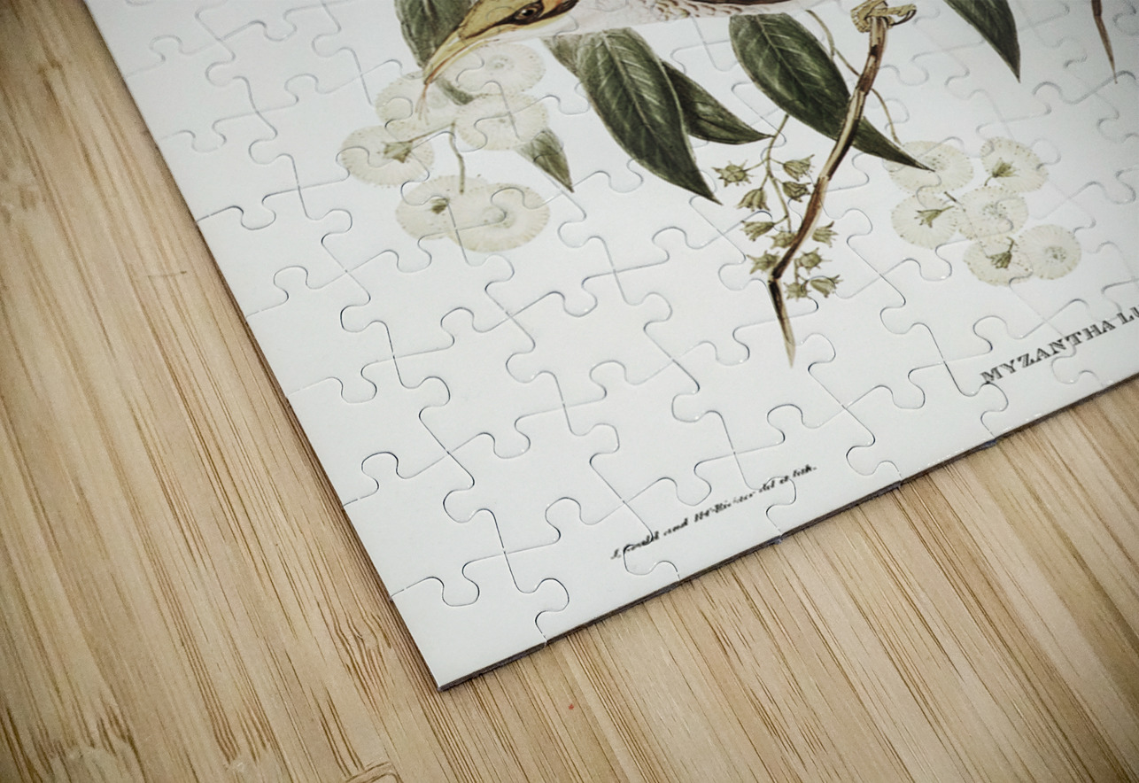 Luteous Honey-eater Myzantha lutea illustrated by Elizabeth Gould 1804–1841 for John Gould’s 1804-1881 Birds of Australia  IStockHistory com Puzzle