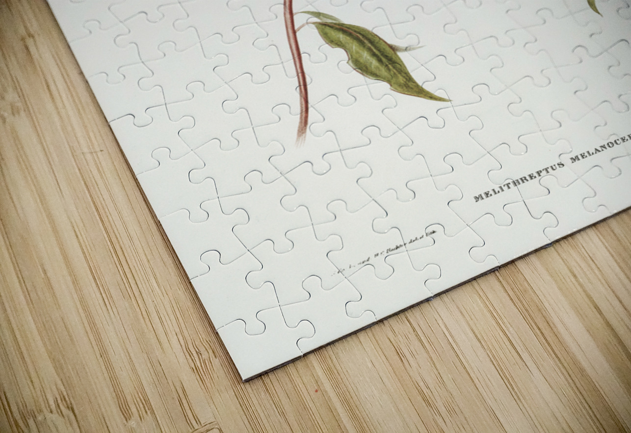 Black-headed Honey-eater Melthreptus melanocephalus illustrated by Elizabeth Gould 1804–1841 for John Gould’s 1804-1881 Birds of Australia  IStockHistory com Puzzle