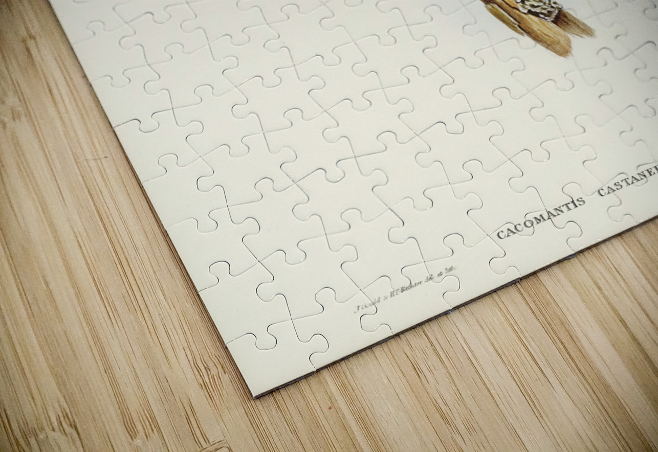 Chestnut-breasted Cuckoo Cacomantis castaneiventris illustrated by Elizabeth Gould 1804–1841 for John Gould’s 1804-1881 Birds of Australia  IStockHistory com Puzzle