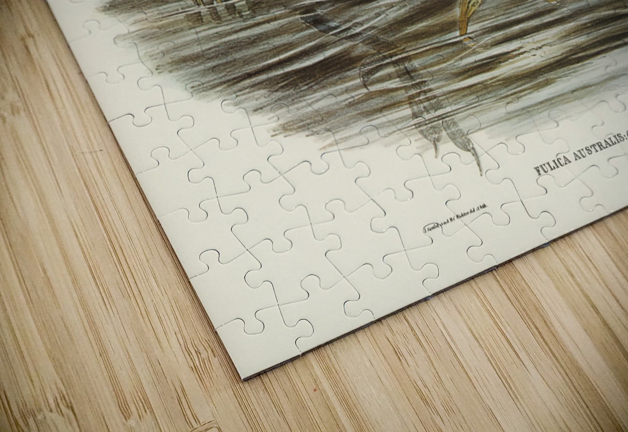 Australian Coot Fulica Australis illustrated by Elizabeth Gould 1804–1841 for John Gould’s 1804-1881 Birds of Australia  IStockHistory com Puzzle