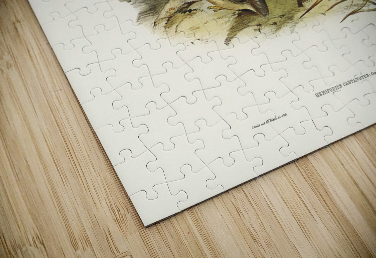 Chestnut-backed Hemipode Hemipodius castanotus illustrated by Elizabeth Gould 1804–1841 for John Gould’s 1804-1881 Birds of Australia  IStockHistory com Puzzle