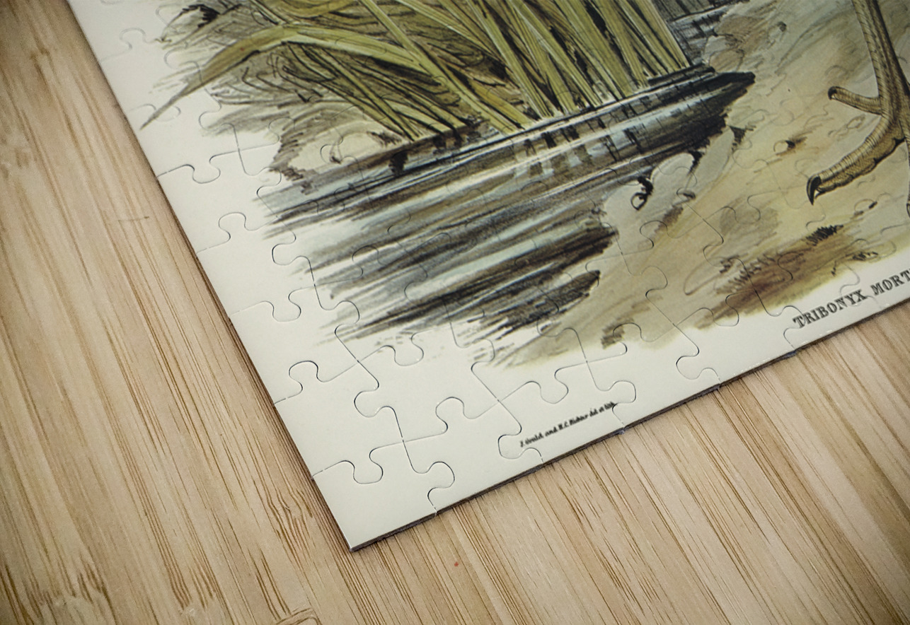 Australian Wild Duck Anus superciliosa illustrated by Elizabeth Gould 1804–1841 for John Gould’s 1804-1881 Birds of Australia  IStockHistory com Puzzle