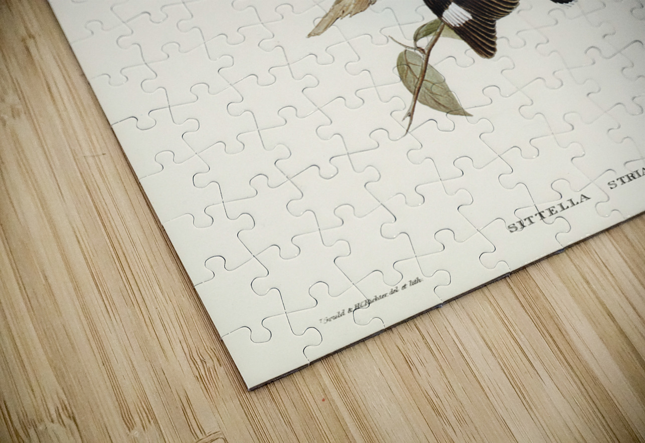 Striated Sittella Sittella striata illustrated by Elizabeth Gould 1804–1841 for John Gould’s 1804-1881 Birds of Australia  IStockHistory com Puzzle