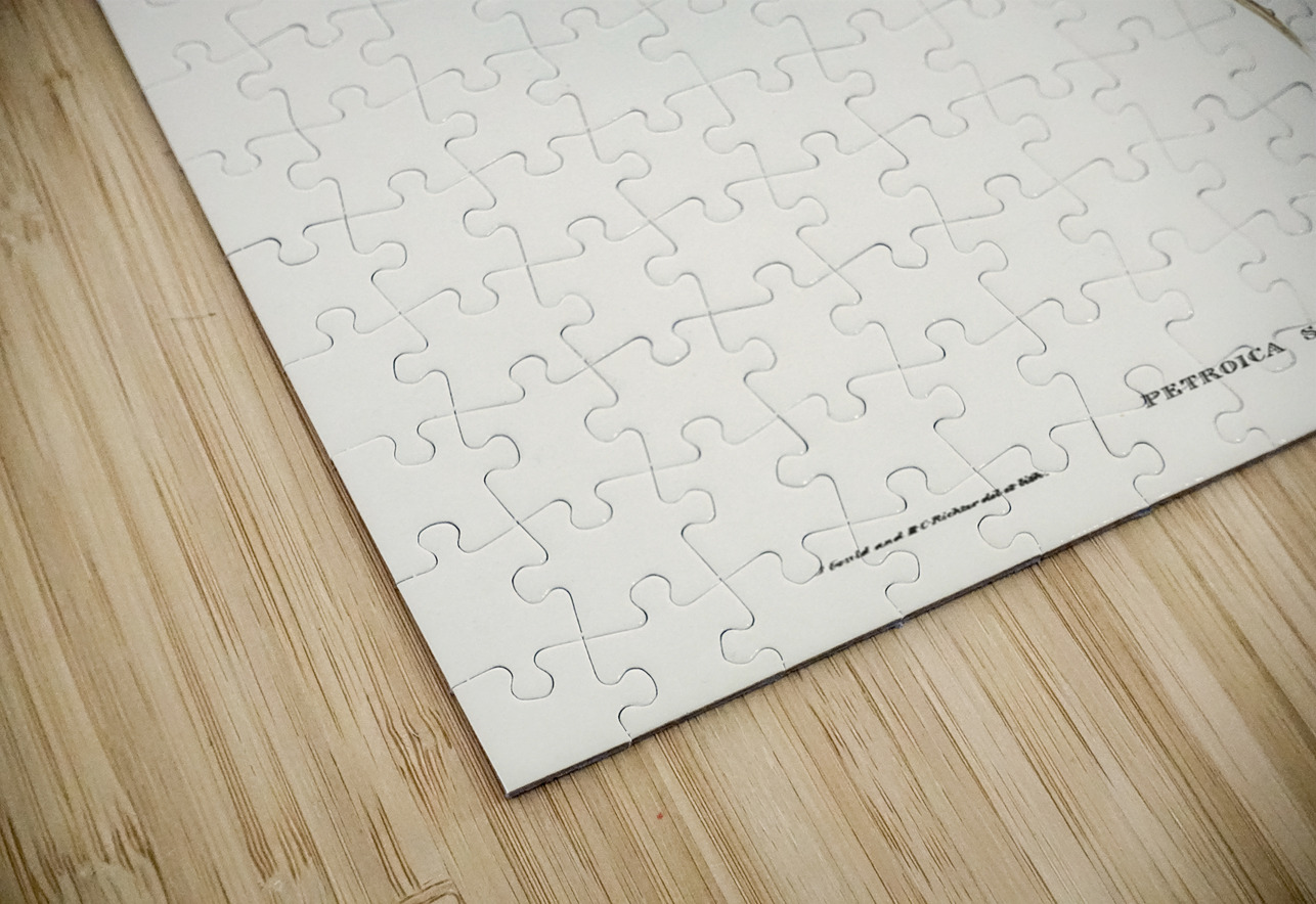 White-eyebrowed Robin Petroica superciliosa illustrated by Elizabeth Gould 1804–1841 for John Gould’s 1804-1881 Birds of Australia  IStockHistory com Puzzle