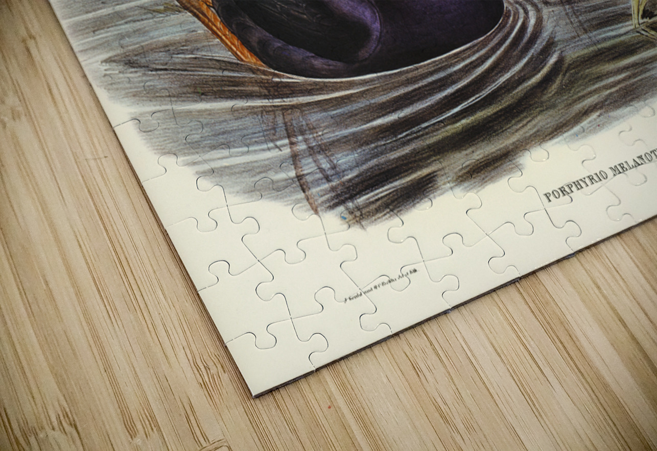 Variegated Shoveller Spatula Variegata illustrated by Elizabeth Gould 1804–1841 for John Gould’s 1804-1881 Birds of Australia  IStockHistory com Puzzle