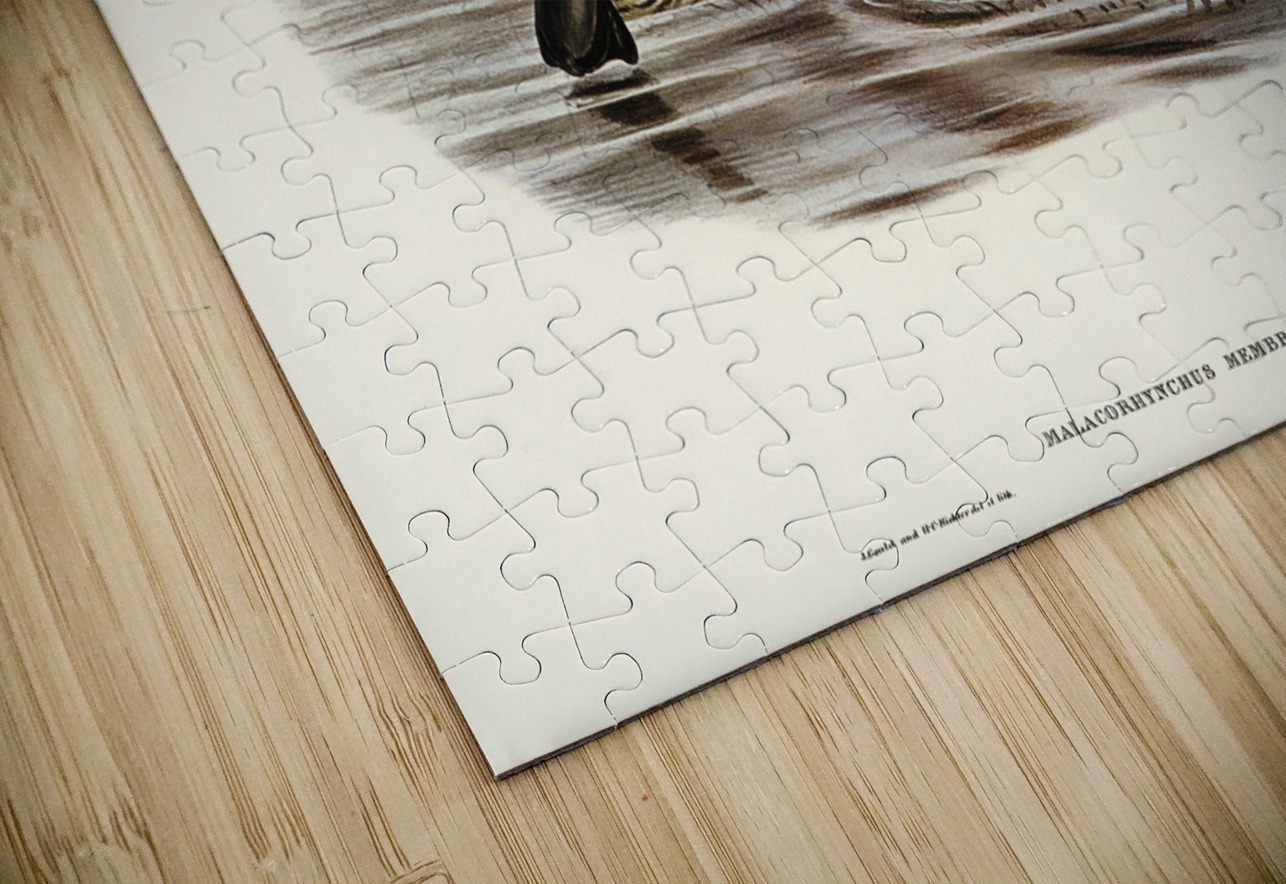 Membranaceous Duck Malacorhynchus membranaceus illustrated by Elizabeth Gould 1804–1841 for John Gould’s 1804-1881 Birds of Australia  IStockHistory com Puzzle