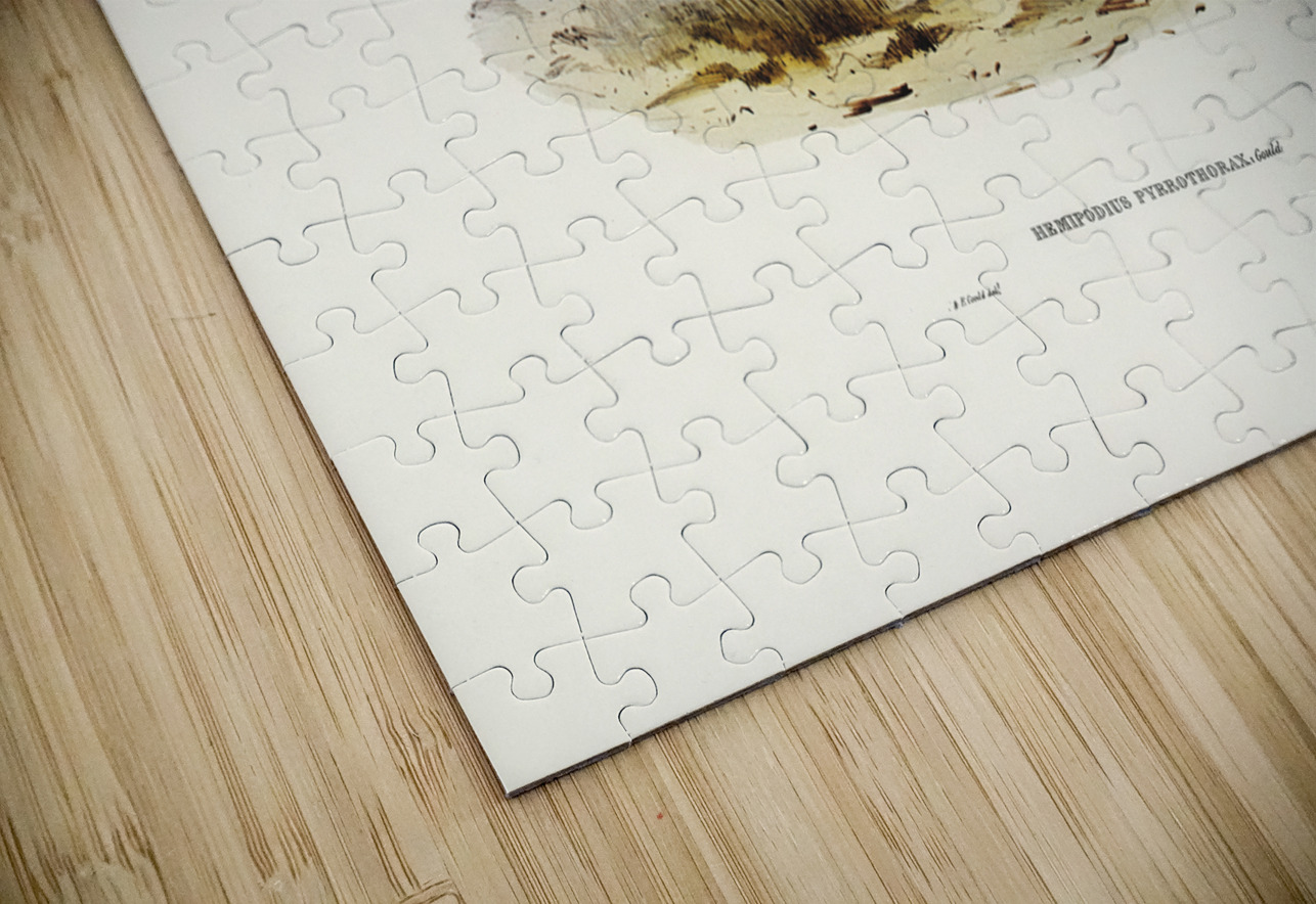 Chestnut-bellied Rail Eulabeornis castaneoventris illustrated by Elizabeth Gould 1804–1841 for John Gould’s 1804-1881 Birds of Australia  IStockHistory com Puzzle