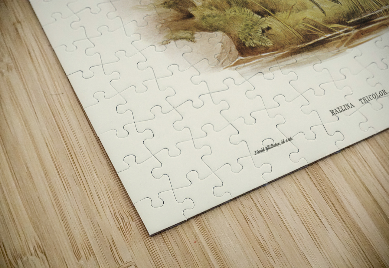 Red-necked Rail Rallina tricolor illustrated by Elizabeth Gould 1804–1841 for John Gould’s 1804-1881 Birds of Australia  IStockHistory com Puzzle