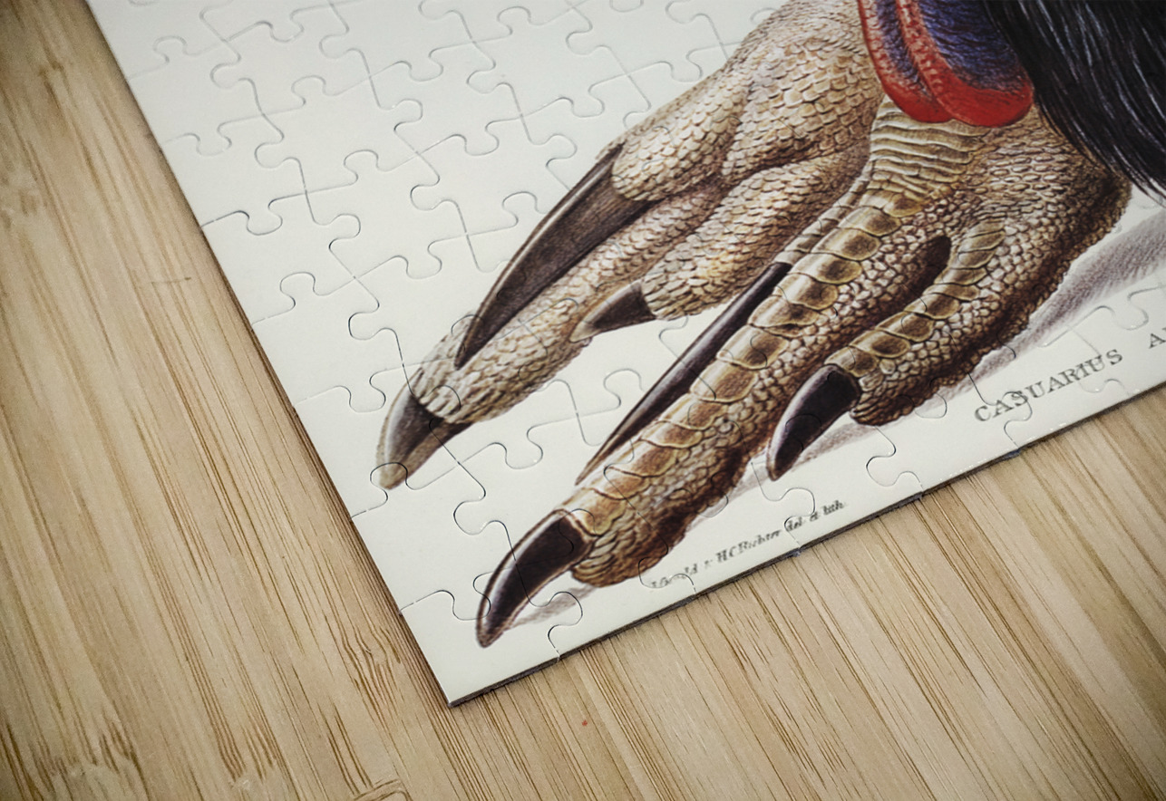 Australian Cassowary Casuarius australisillustrated by Elizabeth Gould 1804–1841 for John Gould’s 1804-1881 Birds of Australia  IStockHistory com Puzzle