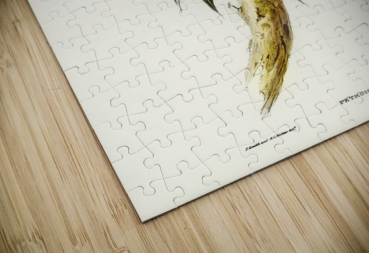 Pied Robin Petroica bicolor Swains illustrated by Elizabeth Gould 1804–1841 for John Gould’s 1804-1881 Birds of Australia  IStockHistory com Puzzle