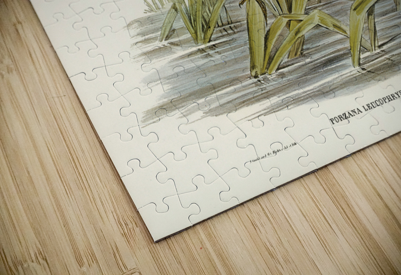 White-eyebrowed Water Crake Porzana leucophrys illustrated by Elizabeth Gould 1804–1841 for John Gould’s 1804-1881 Birds of Australia  IStockHistory com Puzzle