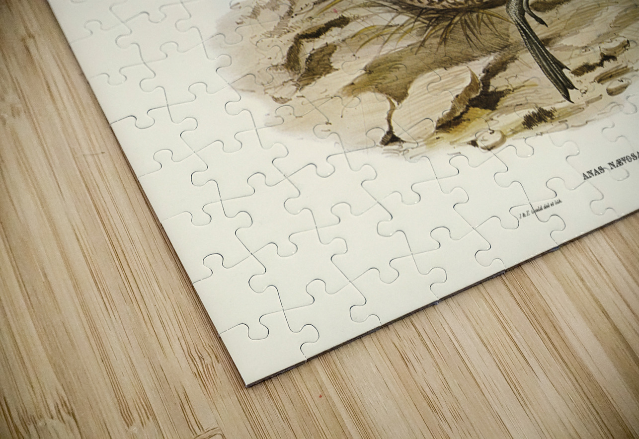 Freckled Duck Anus naevosa illustrated by Elizabeth Gould 1804–1841 for John Gould’s 1804-1881 Birds of Australia  IStockHistory com Puzzle