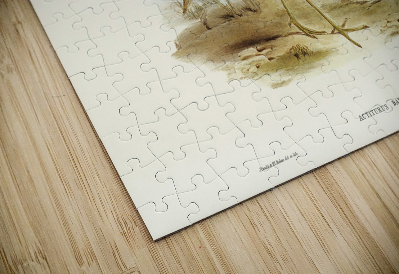 Bartrams Sandpiper Actiturus Bartramius illustrated by Elizabeth Gould 1804–1841 for John Gould’s 1804-1881 Birds of Australia  IStockHistory com Puzzle