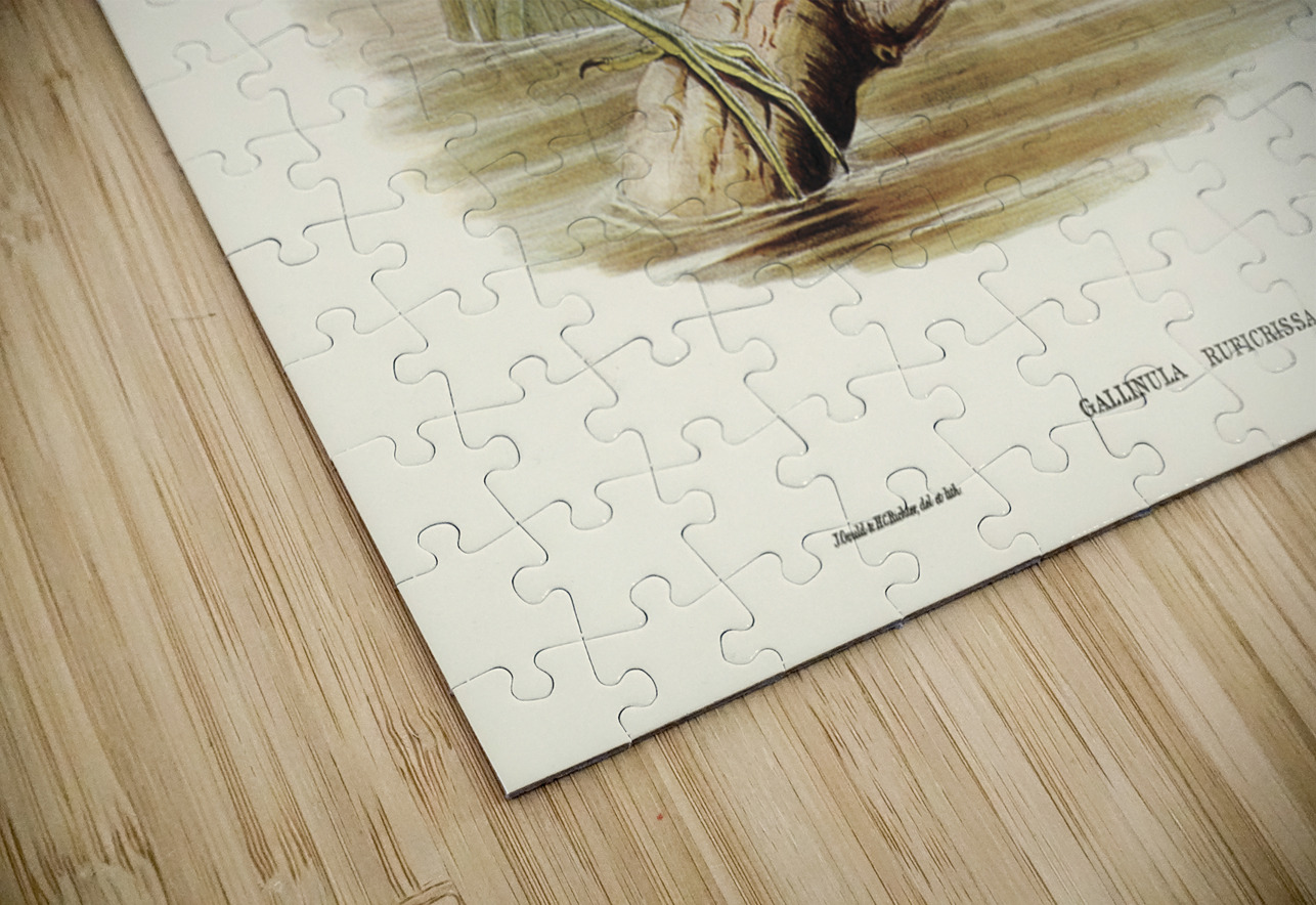 Rufous-vented Gallinule Gallinula ruficrissa illustrated by Elizabeth Gould 1804–1841 for John Gould’s 1804-1881 Birds of Australia  IStockHistory com Puzzle