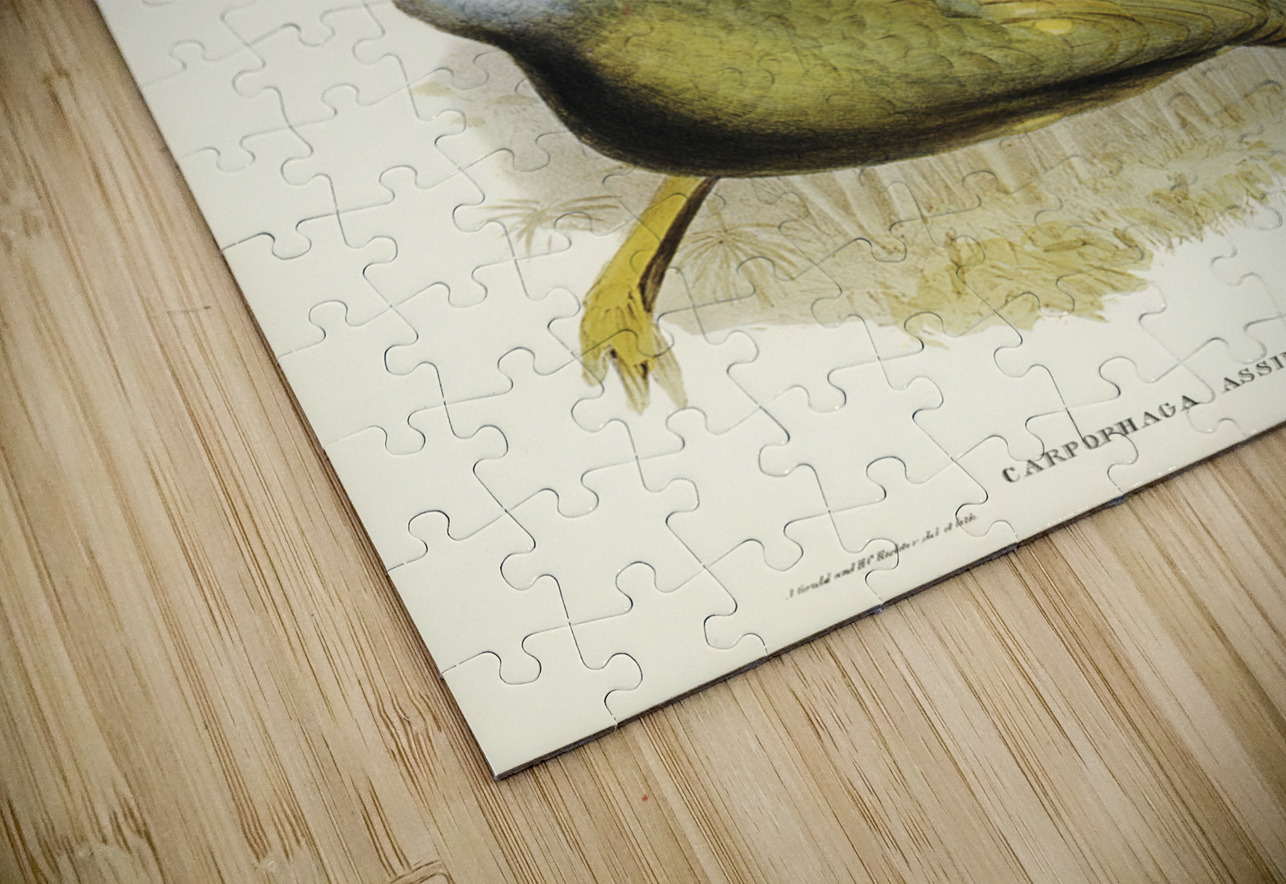 Spotless Gallinule Porzana immaculata illustrated by Elizabeth Gould 1804–1841 for John Gould’s 1804-1881 Birds of Australia  IStockHistory com Puzzle