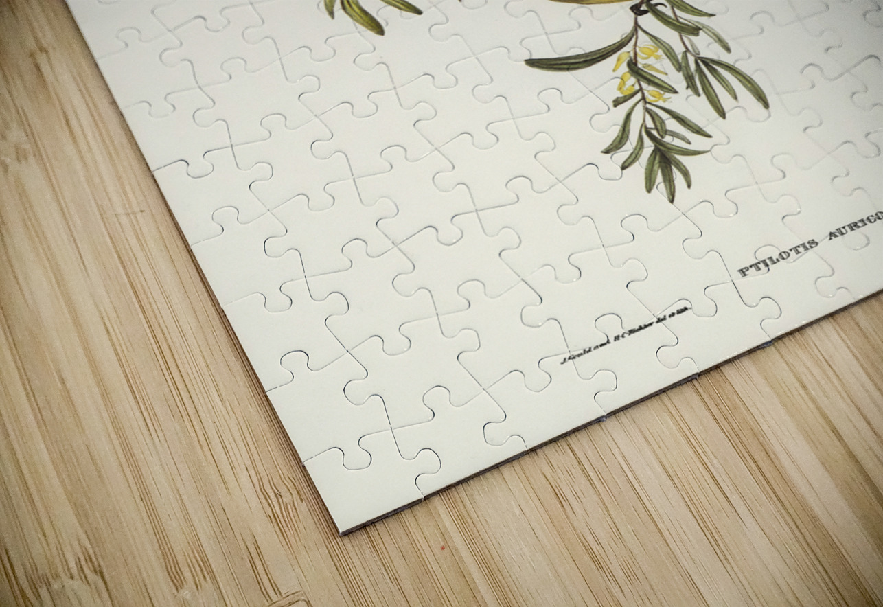 Yellow-tufted Honey-eater Ptilotis auricomis illustrated by Elizabeth Gould 1804–1841 for John Gould’s 1804-1881 Birds of Australia  IStockHistory com Puzzle