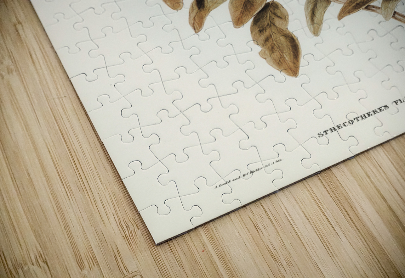 Yellow-bellied Sphecotheres Sphecotheres flaviventris illustrated by Elizabeth Gould 1804–1841 for John Gould’s 1804-1881 Birds of Australia  IStockHistory com Puzzle