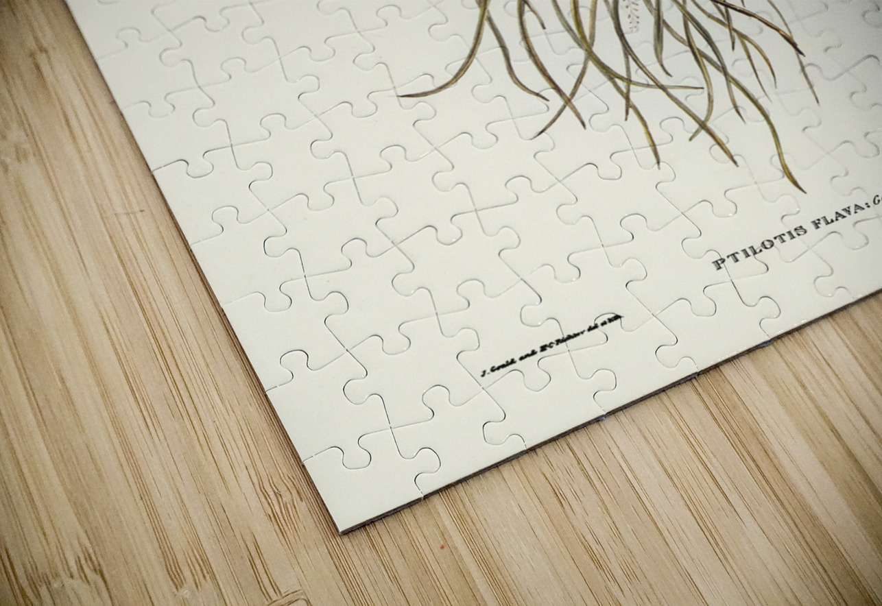 Yellow Honey-eater Ptilotis flava illustrated by Elizabeth Gould 1804–1841 for John Gould’s 1804-1881 Birds of Australia  IStockHistory com Puzzle