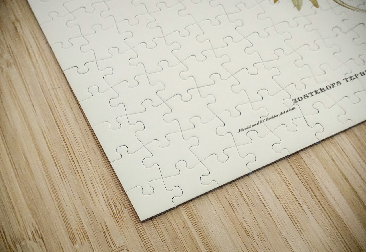 Grey-breasted Zosterops Zosterops tephropleurus illustrated by Elizabeth Gould 1804–1841 for John Gould’s 1804-1881 Birds of Australia  IStockHistory com Puzzle