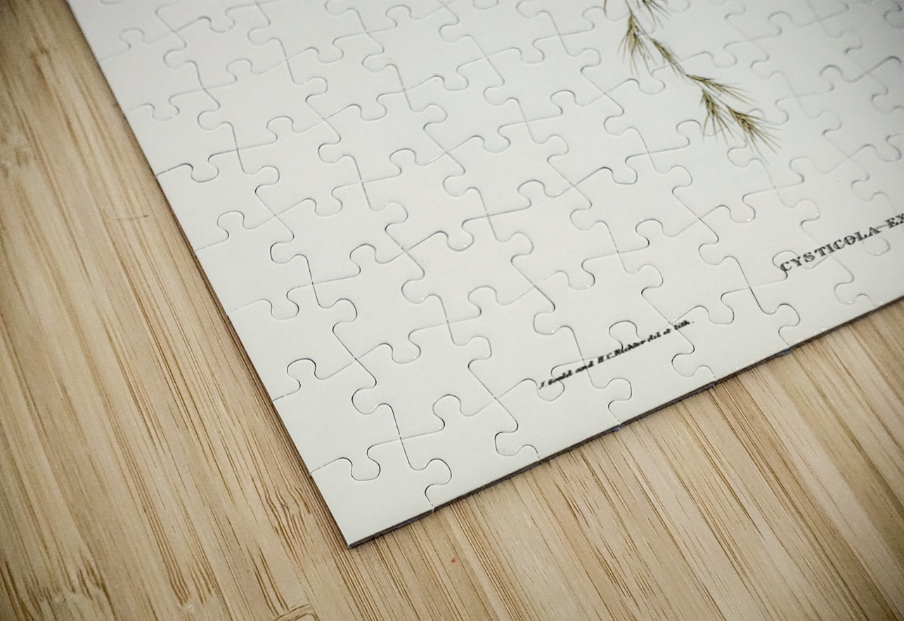 Exile Warbler Cysticola exilis illustrated by Elizabeth Gould 1804–1841 for John Gould’s 1804-1881 Birds of Australia  IStockHistory com Puzzle