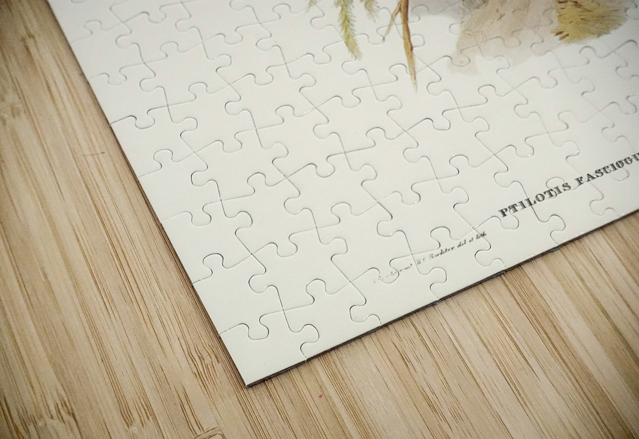 Fasciated Honey-eater Ptilotis fasciogularis illustrated by Elizabeth Gould 1804–1841 for John Gould’s 1804-1881 Birds of Australia  IStockHistory com Puzzle