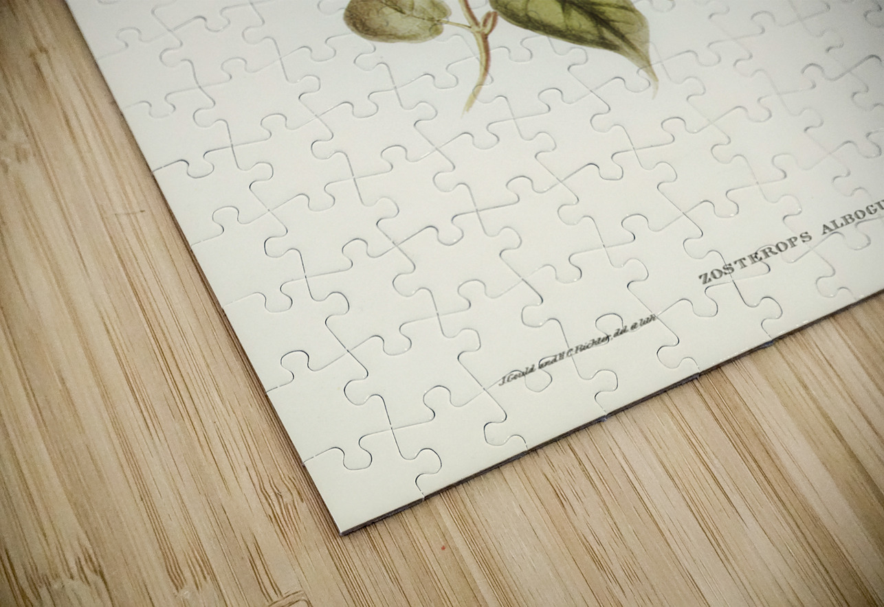 White-breasted Zosterops Zosterops albogularis illustrated by Elizabeth Gould 1804–1841 for John Gould’s 1804-1881 Birds of Australia  IStockHistory com Puzzle